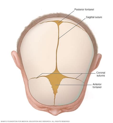 Cranial sutures and fontanels - Mayo Clinic