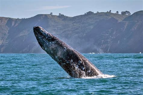 The Gray Whale Migration in California and Beyond - Oceanic Society