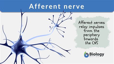 Afferent Nerve - Definition and Examples - Biology Online Dictionary