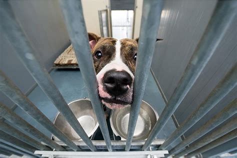 Shelter Dogs: What To Look For In The Dog & The Shelter