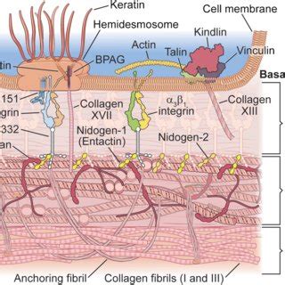 Schematic diagram of typical components found in basement membranes ...