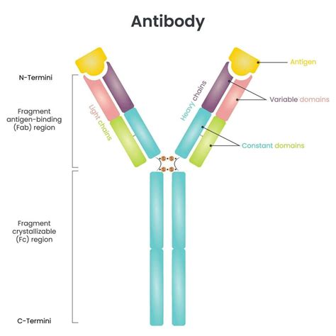 Antibody structure vector diagram 10386686 Vector Art at Vecteezy