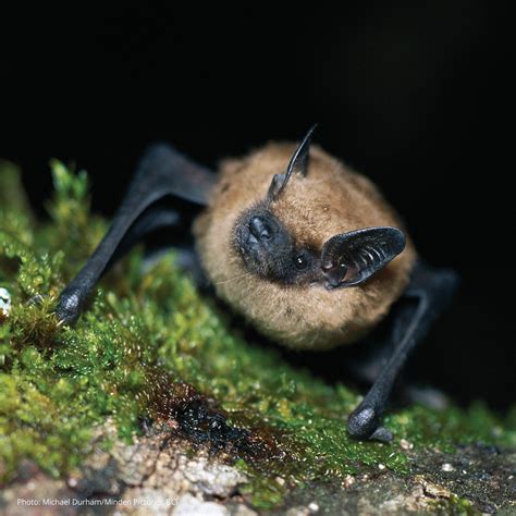 Echolocation: how bats use sound waves to see in the dark – The Pipettepen