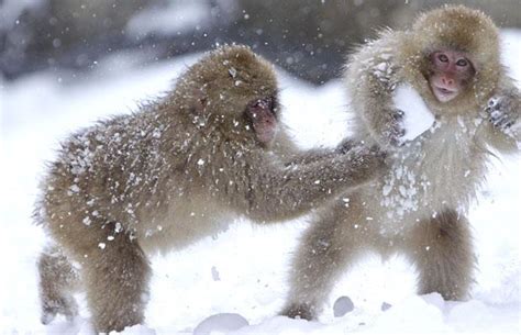 monkeys from the arctic | Enlightened Conflict