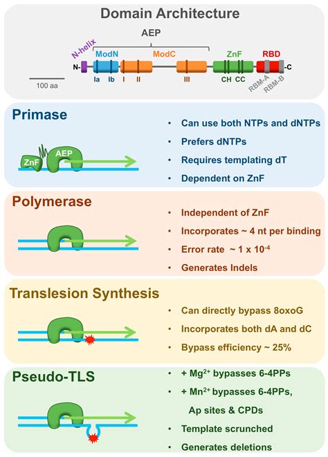 Genes | Free Full-Text | PrimPol—Prime Time to Reprime