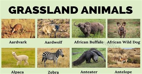 Grassland Animals: List of 75 Animals that Live in Grassland - Love English