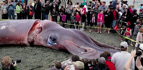 Il calamaro gigante in Nuova Zelanda è una bufala