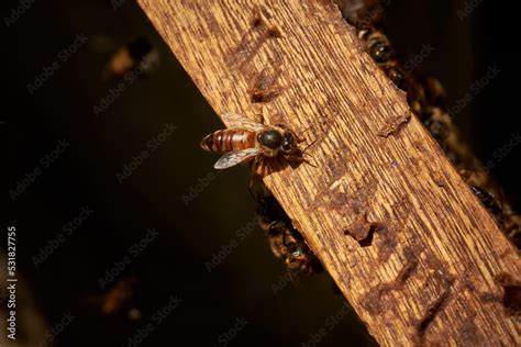 abeja reina en colmena Stock Photo | Adobe Stock