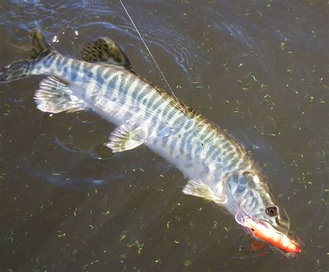 OUTDOORS NM: Trophy Tiger Muskies in Quemado, Bluewater Lakes make for ...