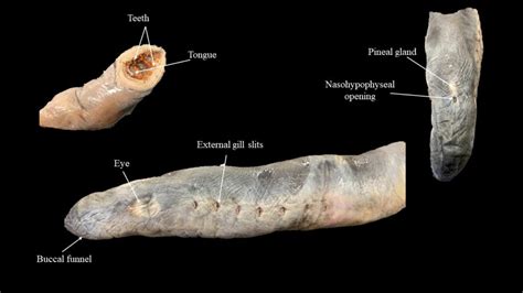 Adult lamprey | Atlas of Comparative Vertebrate Anatomy