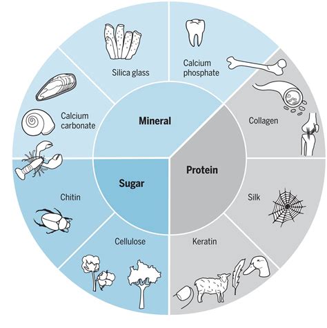 Biological composites—complex structures for functional diversity | Science