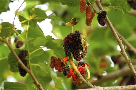 red mulberry tree identification - Revered Weblog Picture Show