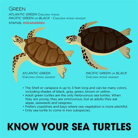 There are two types of green turtles, the Atlantic green turtle and the ...