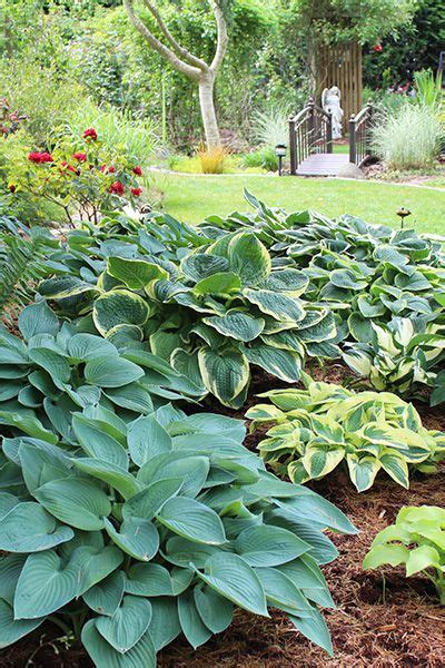 Hostas: Sun Tolerant and Slug Resistant - Florissa | Flowers & More