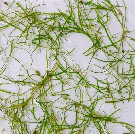 Slender Pondweed (Potamogeton pusillus)