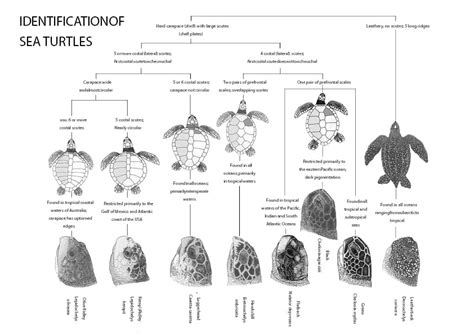 Identification - Sea Turtles of India