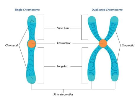 Illustration of Singel and duplicated chromosome structure | Chromosome ...