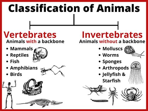 Free Printable Animal Classification Chart - Image to u