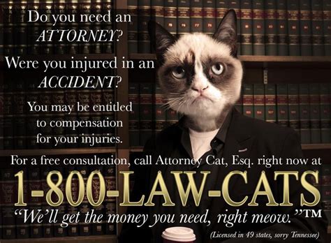 Need an attorney? Call 1-800-LAW-CATS | Grumpy cat, Grumpy cat meme ...