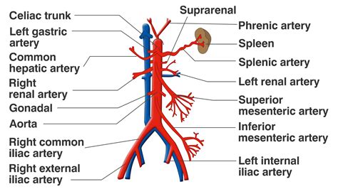 Functions of the Celiac Artery Explained With a Labeled Diagram - Bodytomy