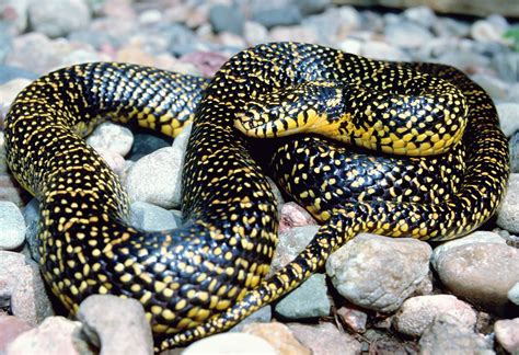 Speckled Kingsnake | Amphibians, Turtles & Reptiles of Nebraska | Nebraska