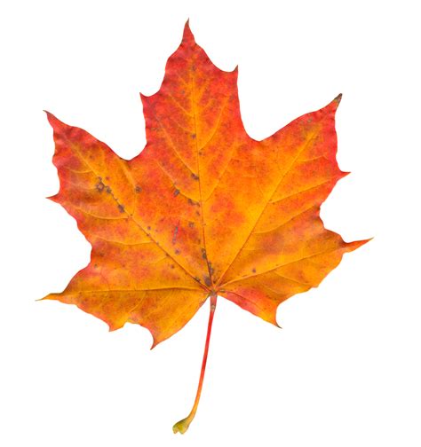 Collection of Maple Leaf PNG. | PlusPNG