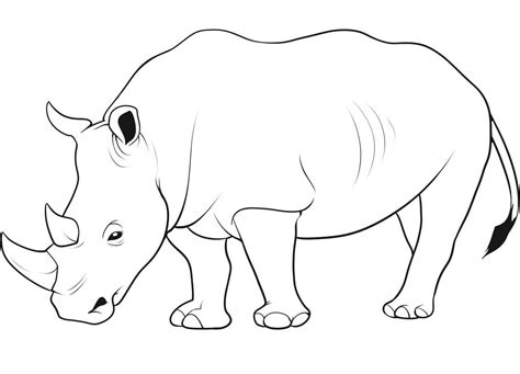 Cartoon Rhino Drawing at GetDrawings | Free download