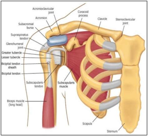 Rotator cuff anatomy, anterior. | Download Scientific Diagram