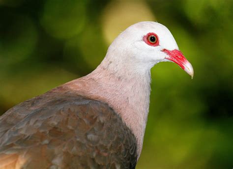 Pink pigeons need a "genetic rescue" to survive extinction - Earth.com