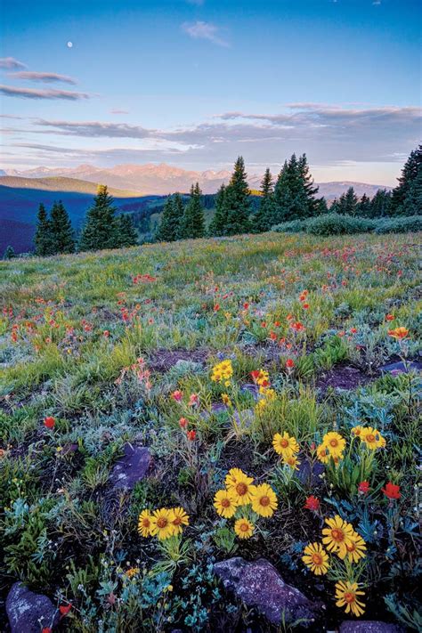 A Guide to Colorado's Spectacular Wildflower Season - 5280