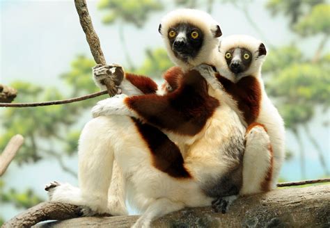 The Sifaka Lemur | Animal Information & Facts | The Wildlife