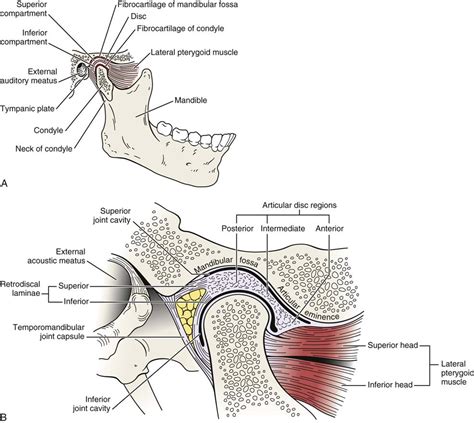 Temporomandibular Joint | Clinical Gate