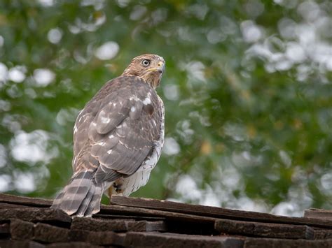 Cooper's Hawk Nesting (All You Need To Know) | Birdfact