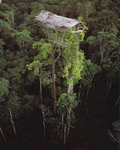 Amazon Rainforest Tribe Huts