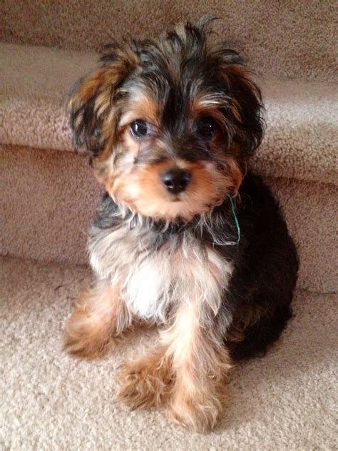 I used to own a yorkie poo that looked just like this. One day I left ...