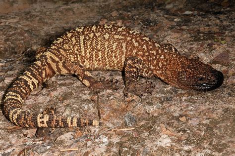 Mexican Beaded Lizard Facts and Pictures | Reptile Fact