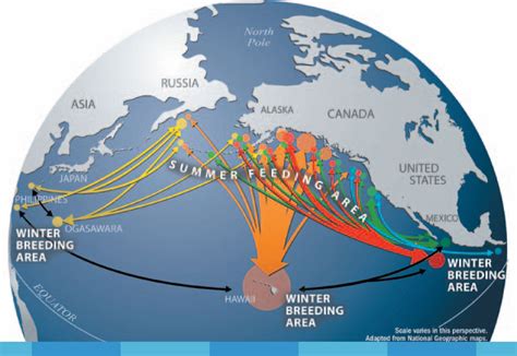 Gigantic Journeys: Humpback and Gray Whale Migration | KQED