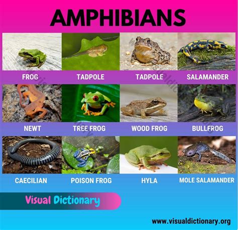 10 Amphibians List