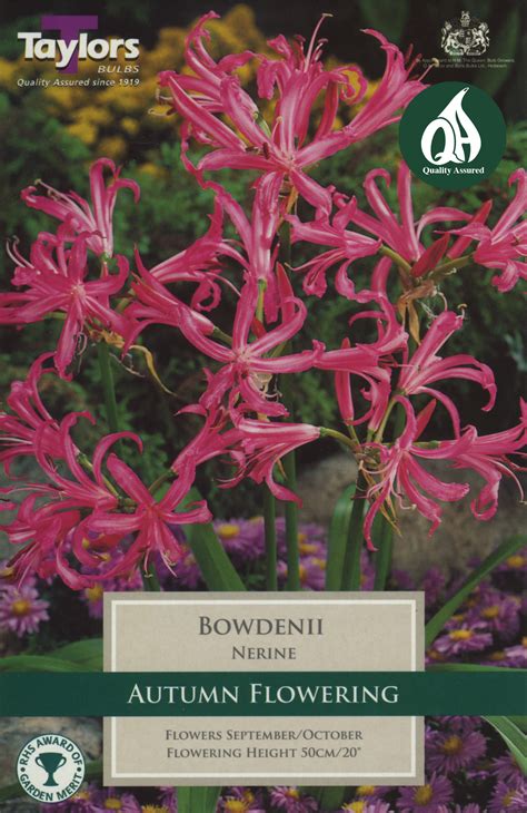 Nerine Bowdenii bulbs – The Orangery Plant Centre