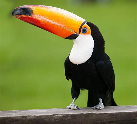 List of toucans - Wikipedia