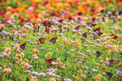 Your Guide to Maximizing Texas Wildflower Season