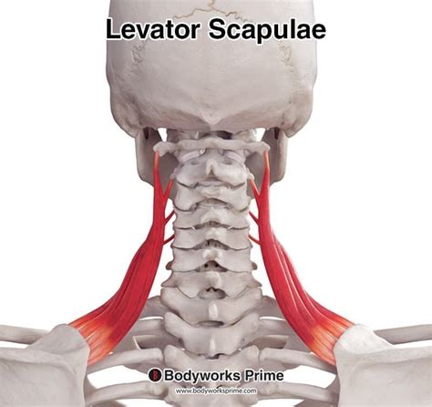 Muscle Anatomy - Bodyworks Prime