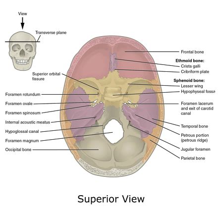 Foramen magnum | Radiology Reference Article | Radiopaedia.org