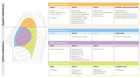 Anterior Mediastinum Contents