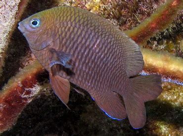 Longfin Damselfish - Stegastes diencaeus - Damselfishes - - Caribbean Reefs