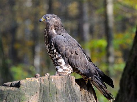 Honey Buzzard | Identification Guide | Bird Spot