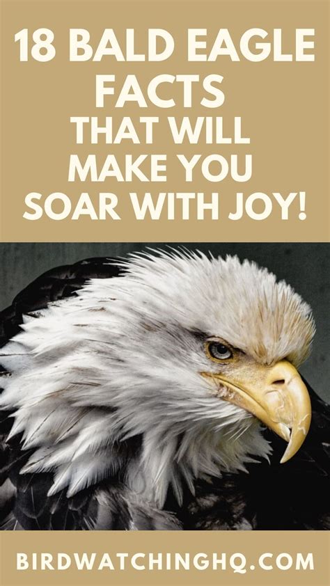 18 Bald Eagle Facts That Will Make You Soar With Joy! - Bird Watching ...