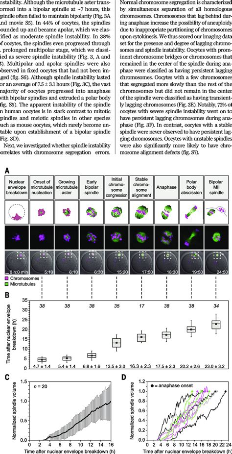 Stages of meiosis in live human oocytes. (A) Stages of meiosis in human ...