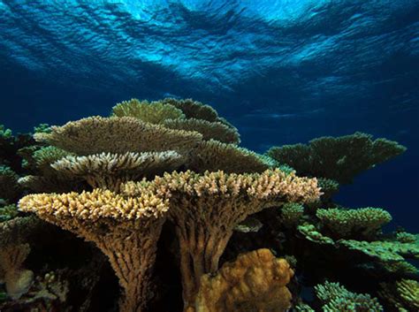 What Are Coral Reefs? | Live Science