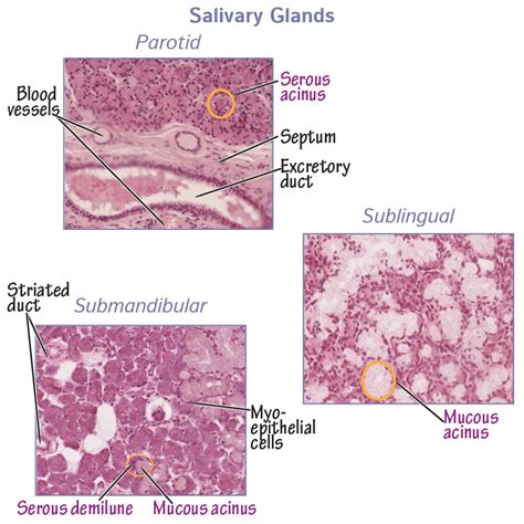 Histology Glossary: Histology - Salivary Glands | Draw It to Know It